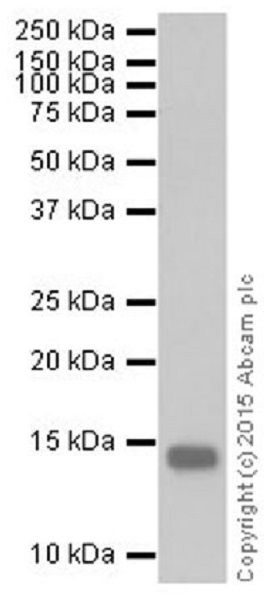 Western blot - Anti-Histone H3 (mono methyl K122) antibody [EPR17897] - BSA and Azide free (AB249956), expandable thumbnail