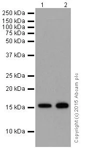 Western blot - Anti-Histone H3 (mono methyl K14) antibody [EPR17708-235] (AB202416)