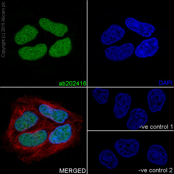 Immunocytochemistry/ Immunofluorescence - Anti-Histone H3 (mono methyl K14) antibody [EPR17708-235] - BSA and Azide free (AB251366)