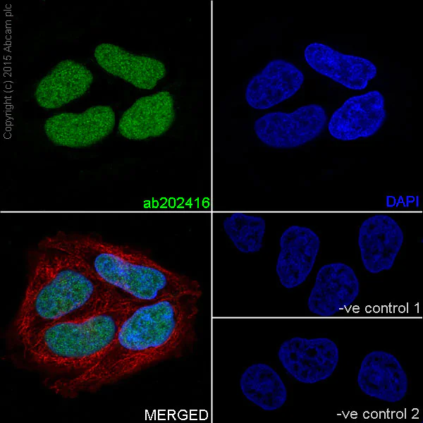 Immunocytochemistry/ Immunofluorescence - Anti-Histone H3 (mono methyl K14) antibody [EPR17708-235] - BSA and Azide free (AB251366)
