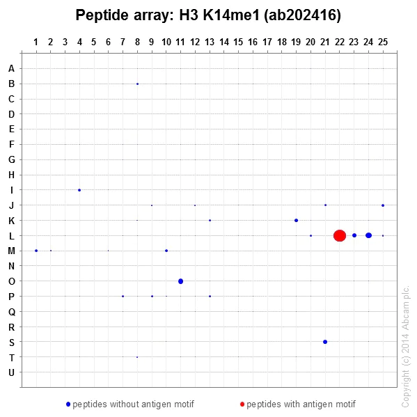 Peptide Array - Anti-Histone H3 (mono methyl K14) antibody [EPR17708-235] - BSA and Azide free (AB251366)