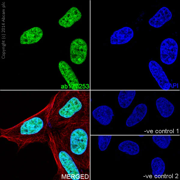 Immunocytochemistry/ Immunofluorescence - Anti-Histone H3 (mono methyl K18) antibody [EPR17710] (AB177253)