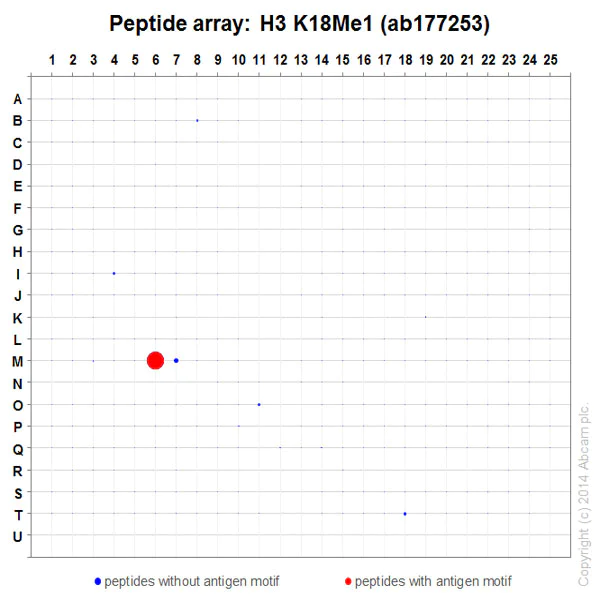 Peptide Array - Anti-Histone H3 (mono methyl K18) antibody [EPR17710] (AB177253)