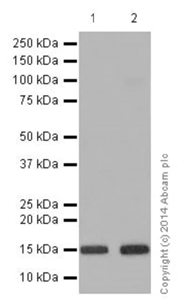 Western blot - Anti-Histone H3 (mono methyl K18) antibody [EPR17710] (AB177253)