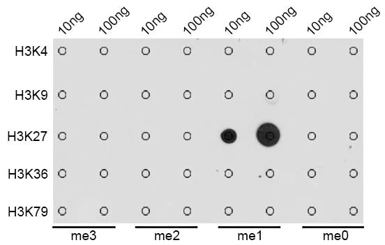 Dot Blot - Anti-Histone H3 (mono methyl K27) antibody (AB194688)