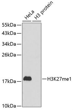 Western blot - Anti-Histone H3 (mono methyl K27) antibody (AB194688)