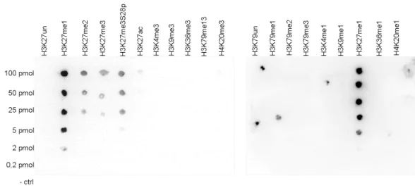Dot Blot - Anti-Histone H3 (mono methyl K27) antibody (AB195492)