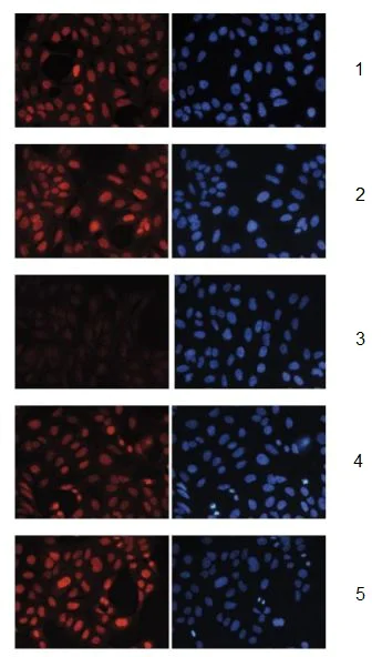Immunocytochemistry/ Immunofluorescence - Anti-Histone H3 (mono methyl K27) antibody (AB195492)