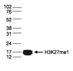 Western blot - Anti-Histone H3 (mono methyl K27) antibody (AB195492)