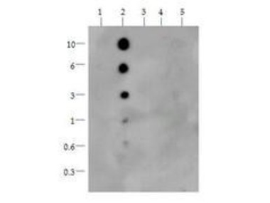 Dot Blot - Anti-Histone H3 (mono methyl K36) antibody (AB272157), expandable thumbnail