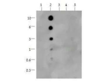 Dot Blot - Anti-Histone H3 (mono methyl K36) antibody (AB272157)