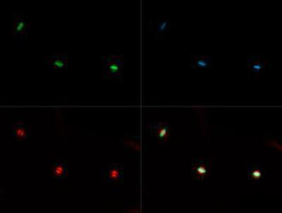 Immunocytochemistry/ Immunofluorescence - Anti-Histone H3 (mono methyl K36) antibody (AB272157), expandable thumbnail