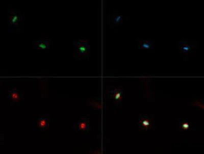 Immunocytochemistry/ Immunofluorescence - Anti-Histone H3 (mono methyl K36) antibody (AB272157)