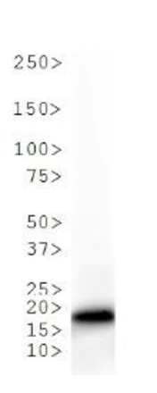 Western blot - Anti-Histone H3 (mono methyl K36) antibody (AB272157)