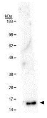 Western blot - Anti-Histone H3 (mono methyl K36) antibody (AB272157), expandable thumbnail