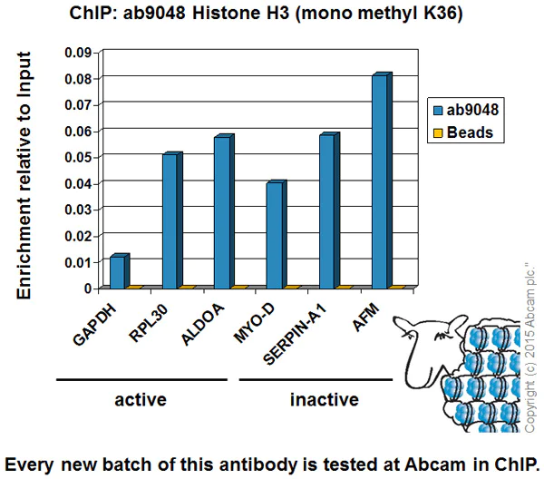 ChIP - Anti-Histone H3 (mono methyl K36) antibody - ChIP Grade (AB9048)