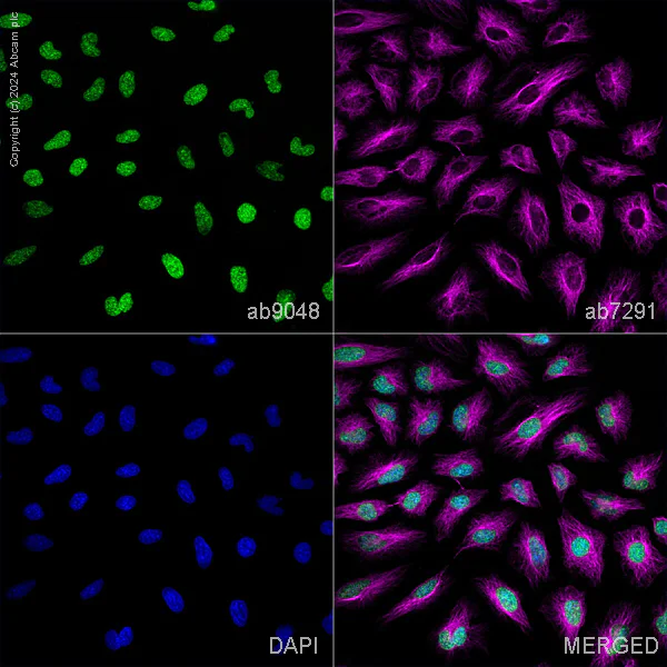 Immunocytochemistry/ Immunofluorescence - Anti-Histone H3 (mono methyl K36) antibody - ChIP Grade (AB9048)