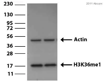 Western blot - Anti-Histone H3 (mono methyl K36) antibody - ChIP Grade (AB9048)