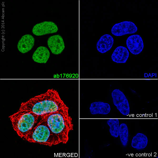 Immunocytochemistry/ Immunofluorescence - Anti-Histone H3 (mono methyl K36) antibody [EPR16993] (AB176920)