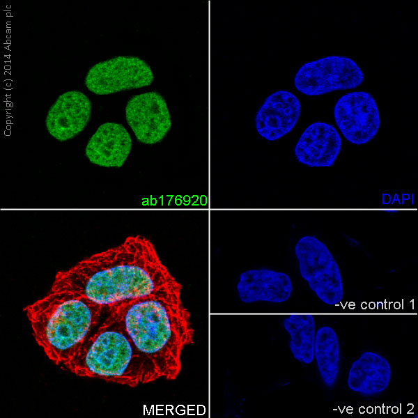 Immunocytochemistry/ Immunofluorescence - Anti-Histone H3 (mono methyl K36) antibody [EPR16993] - BSA and Azide free (AB208581), expandable thumbnail