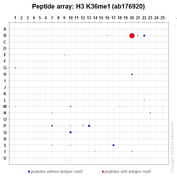 Peptide Array - Anti-Histone H3 (mono methyl K36) antibody [EPR16993] - BSA and Azide free (AB208581), expandable thumbnail
