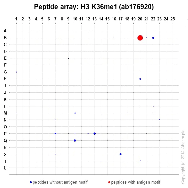 Peptide Array - Anti-Histone H3 (mono methyl K36) antibody [EPR16993] - BSA and Azide free (AB208581)