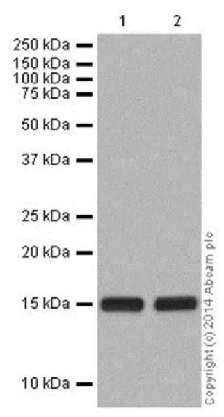 Western blot - Anti-Histone H3 (mono methyl K36) antibody [EPR16993] - BSA and Azide free (AB208581)