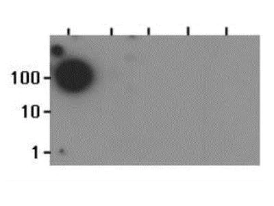 Dot Blot - Anti-Histone H3 (mono methyl K37) antibody (AB272160)