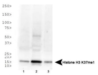 Western blot - Anti-Histone H3 (mono methyl K37) antibody (AB272160)