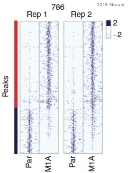 ChIP - Anti-Histone H3 (mono methyl K4) antibody - ChIP Grade (AB8895)