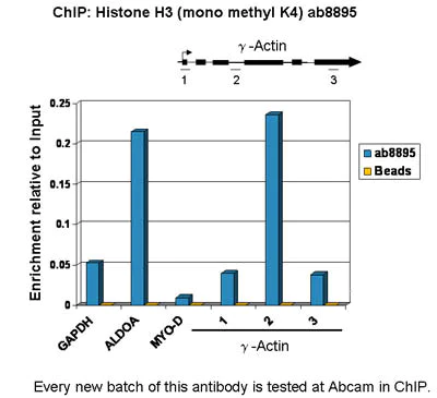 ChIP - Anti-Histone H3 (mono methyl K4) antibody - ChIP Grade (AB8895)