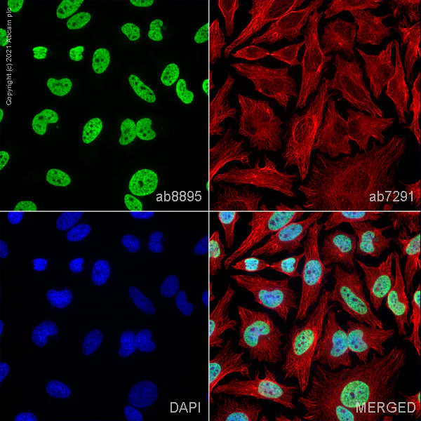 Immunocytochemistry/ Immunofluorescence - Anti-Histone H3 (mono methyl K4) antibody - ChIP Grade (AB8895)