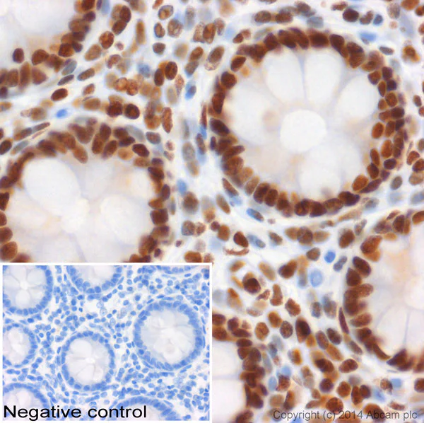 Immunohistochemistry (Formalin/PFA-fixed paraffin-embedded sections) - Anti-Histone H3 (mono methyl K4) antibody - ChIP Grade (AB8895)