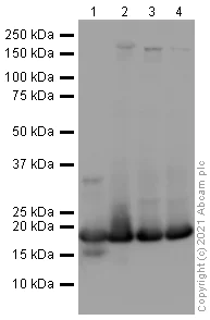Western blot - Anti-Histone H3 (mono methyl K4) antibody - ChIP Grade (AB8895)