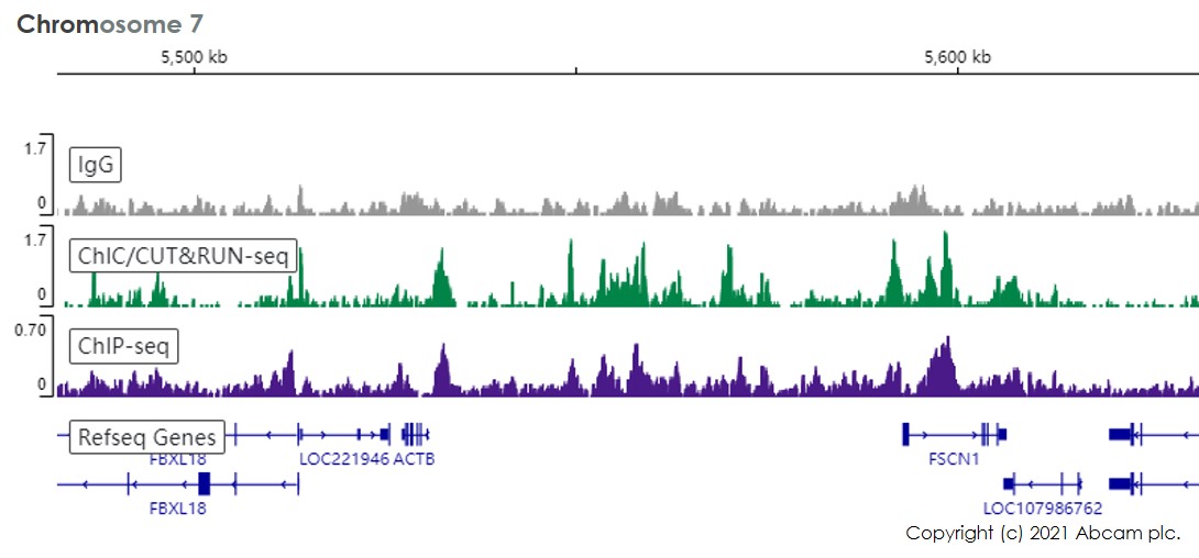 Anti-Histone H3 (mono methyl K4) antibody [ERP16597] - ChIP
