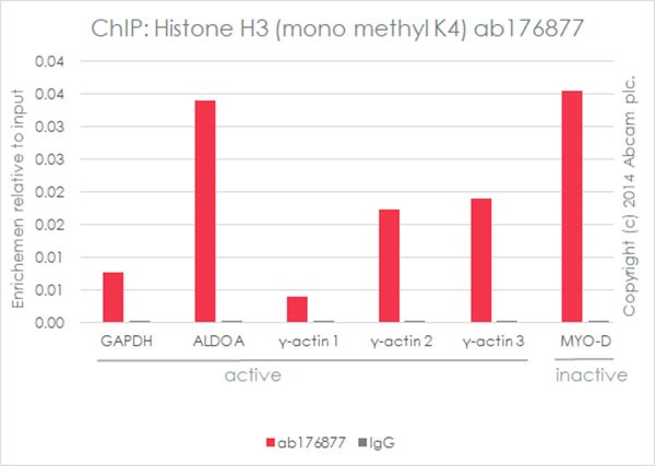 ChIP - Anti-Histone H3 (mono methyl K4) antibody [ERP16597] - ChIP Grade (AB176877), expandable thumbnail