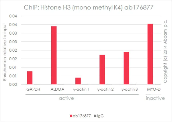 ChIP - Anti-Histone H3 (mono methyl K4) antibody [ERP16597] - ChIP Grade (AB176877)