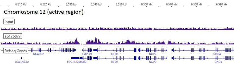 ChIP-sequencing - Anti-Histone H3 (mono methyl K4) antibody [ERP16597] - ChIP Grade (AB176877)