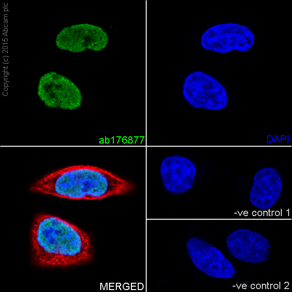 Immunocytochemistry/ Immunofluorescence - Anti-Histone H3 (mono methyl K4) antibody [ERP16597] - ChIP Grade (AB176877), expandable thumbnail