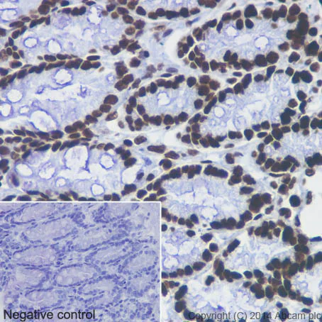 Immunohistochemistry (Formalin/PFA-fixed paraffin-embedded sections) - Anti-Histone H3 (mono methyl K4) antibody [ERP16597] - ChIP Grade (AB176877)