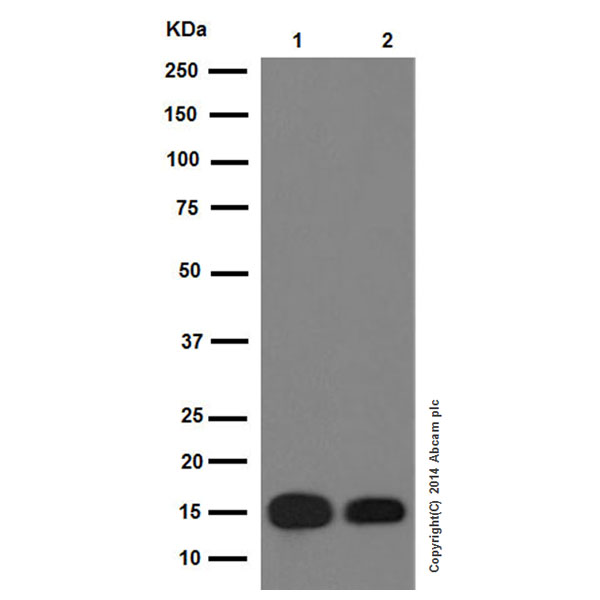 Western blot - Anti-Histone H3 (mono methyl K4) antibody [ERP16597] - ChIP Grade (ab176877), expandable thumbnail