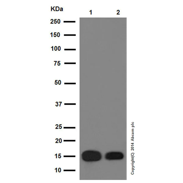 Western blot - Anti-Histone H3 (mono methyl K4) antibody [ERP16597] - ChIP Grade (AB176877)