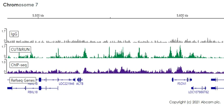 ChIC/CUT&RUN sequencing - Anti-Histone H3 (mono methyl K4) antibody [ERP16597] - ChIP Grade - BSA and Azide free (AB239402)