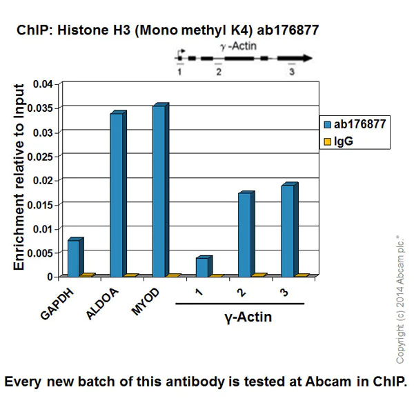 ChIP - Anti-Histone H3 (mono methyl K4) antibody [ERP16597] - ChIP Grade - BSA and Azide free (AB239402)