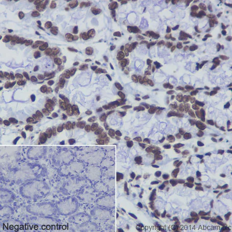 Immunohistochemistry (Formalin/PFA-fixed paraffin-embedded sections) - Anti-Histone H3 (mono methyl K4) antibody [ERP16597] - ChIP Grade - BSA and Azide free (AB239402)
