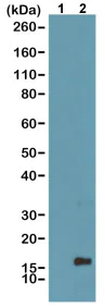 Western blot - Anti-Histone H3 (mono methyl K4) antibody [RM140] (AB205256)