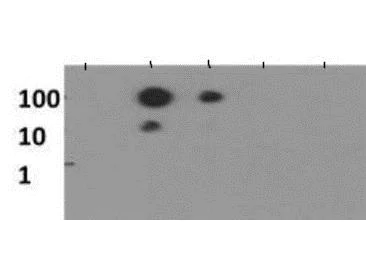 Dot Blot - Anti-Histone H3 (mono methyl K56) antibody (AB272161)