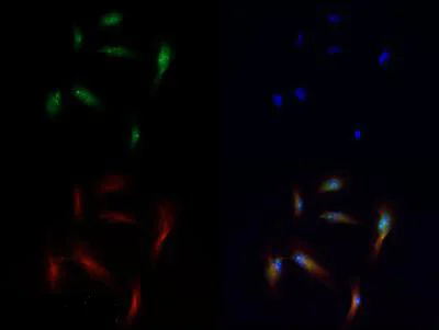 Immunofluorescence - Anti-Histone H3 (mono methyl K56) antibody (AB272161)