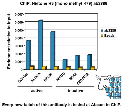 ChIP - Anti-Histone H3 (mono methyl K79) antibody - ChIP Grade (AB2886), expandable thumbnail