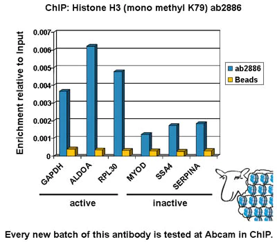 ChIP - Anti-Histone H3 (mono methyl K79) antibody - ChIP Grade (AB2886)